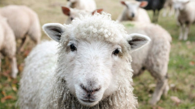 Democrat Party Moves to the Animal&nbsp;Farm